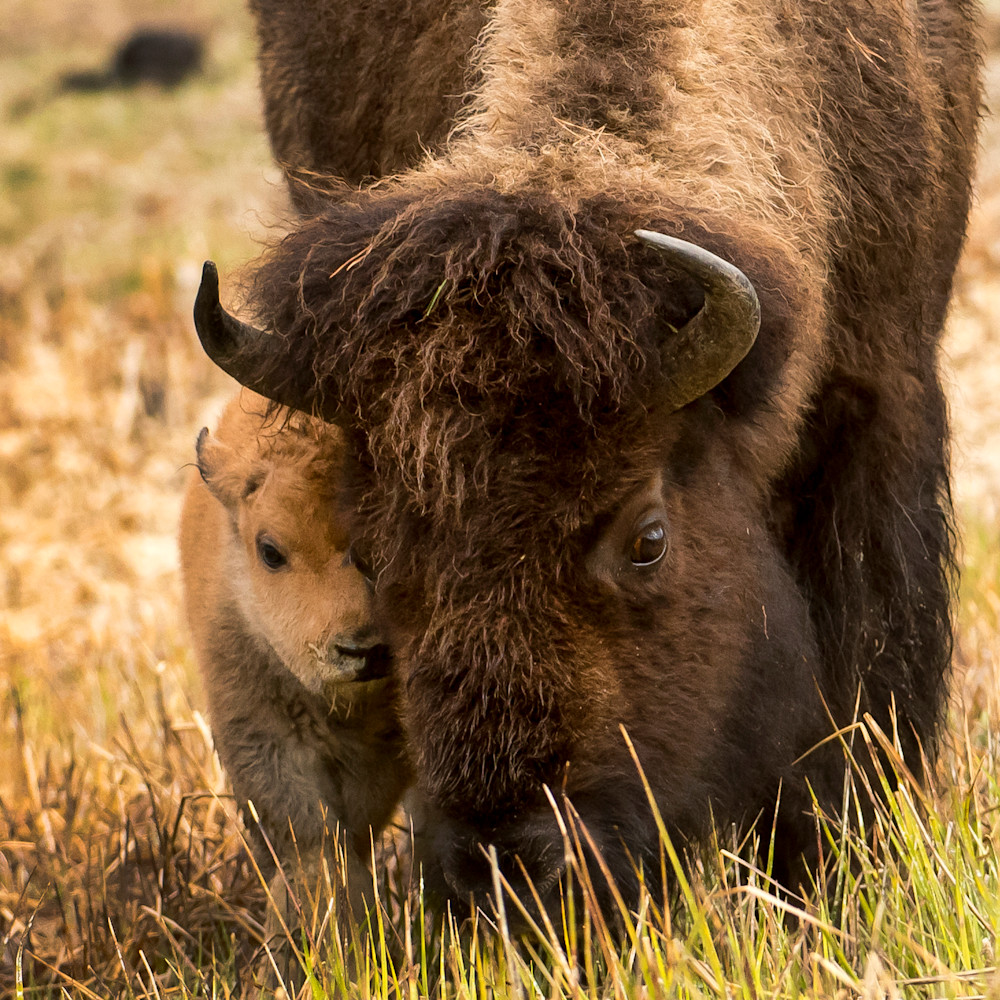 Bison mom with new baby 04232016 xrxqg0