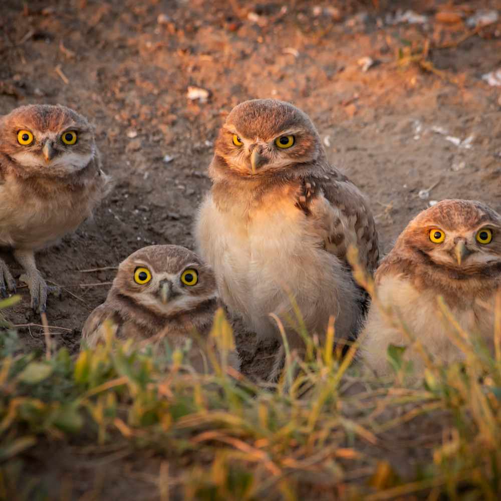 Four burrowing owl babies 07122020 heoitx