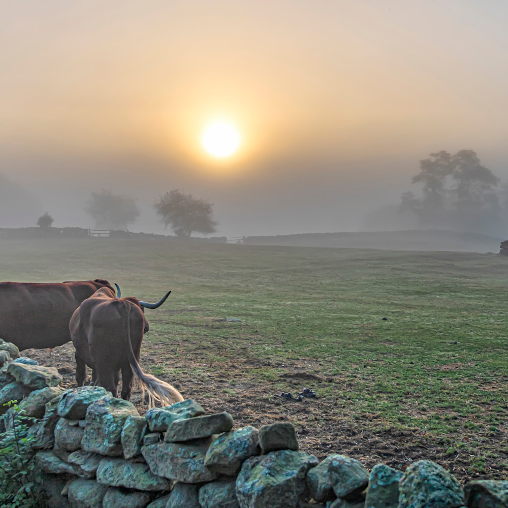 Brookside farm oxen fog yb1vwl