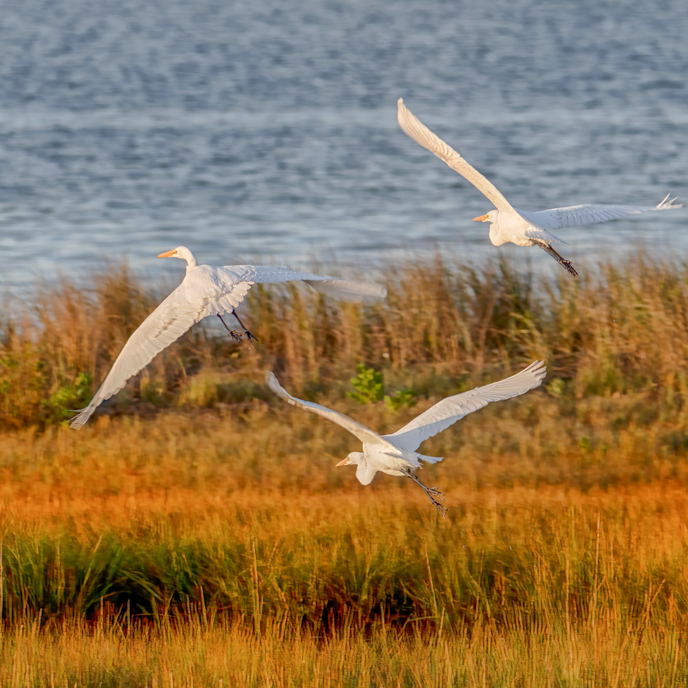 State beach sunset egrets ivyojm