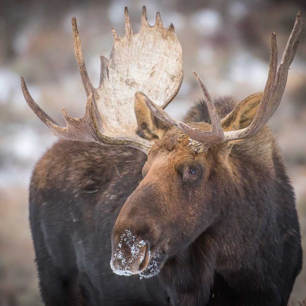 Bull moose close up 12272017 vwdqix