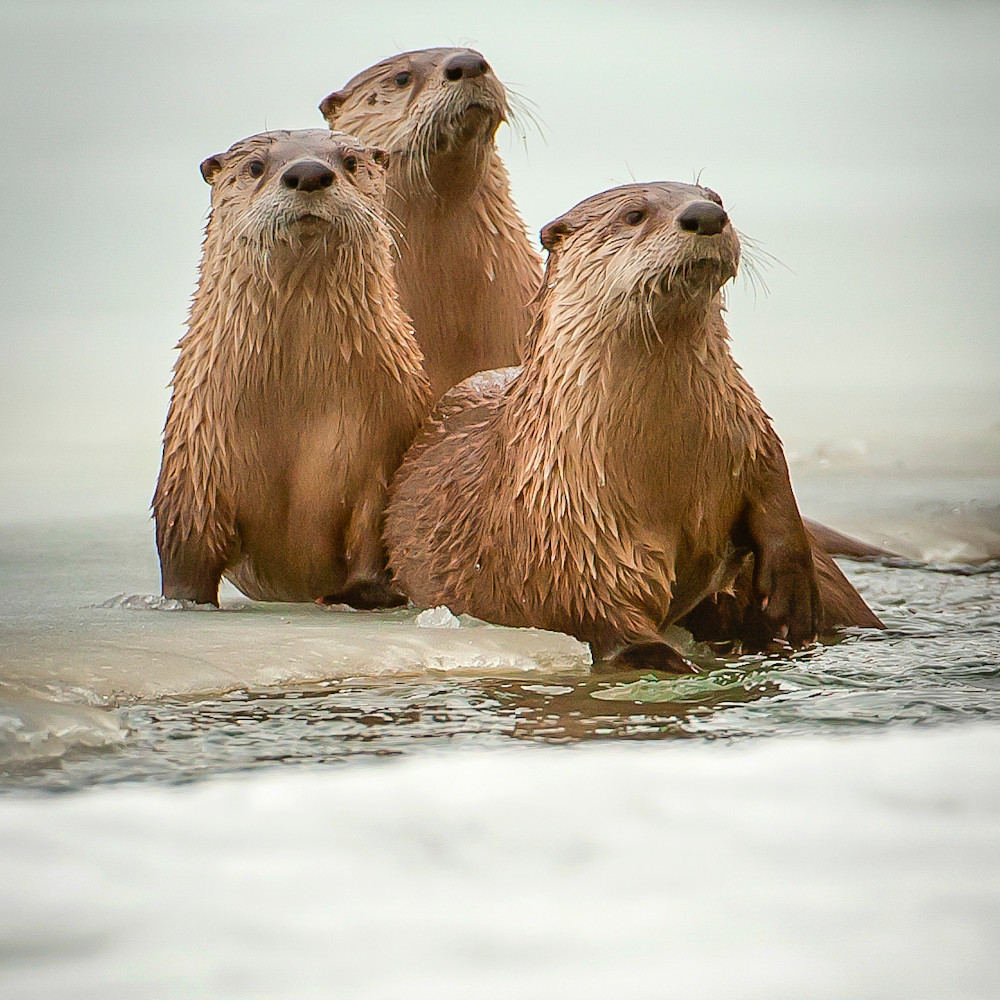 Three otters sitting up on ice 11282014 hontyc