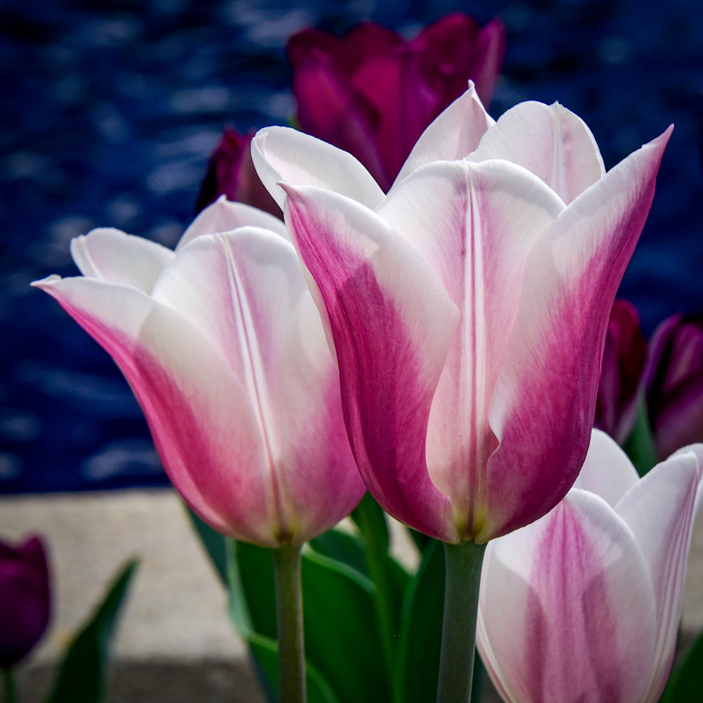 Tulips square vvsidv