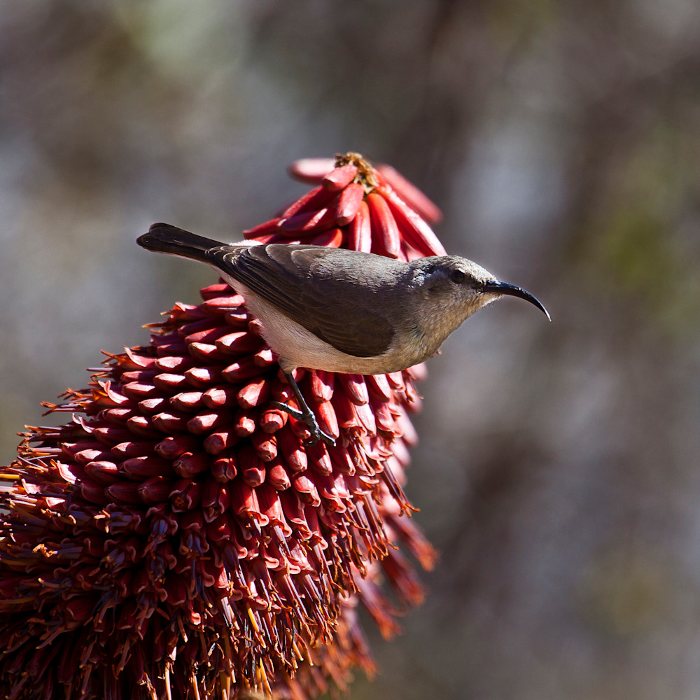 Bird on red flower zimbabwe africa mg7326 blwzv6