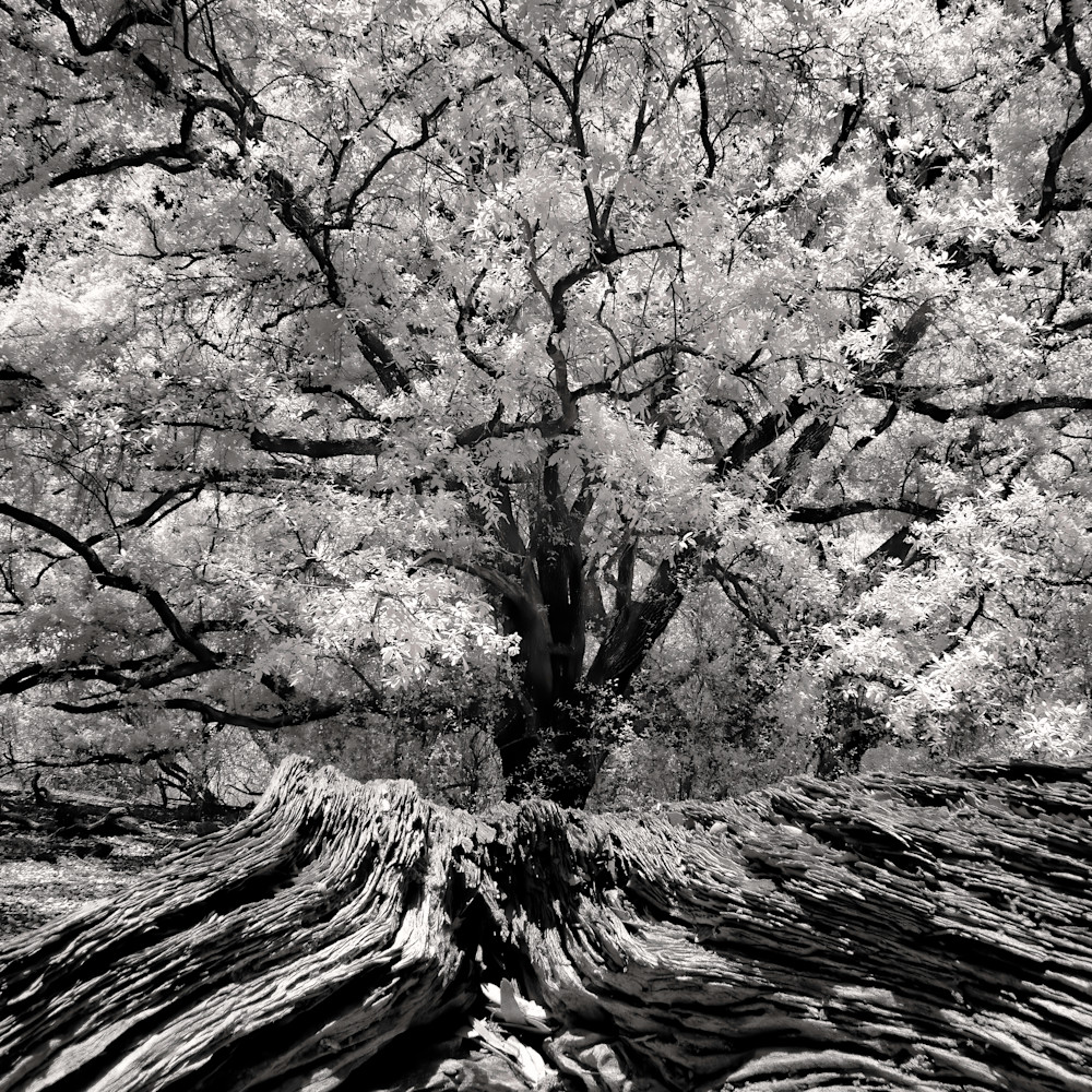 Oak garden   cycle of life infrared 720 sepia 16x24 kkhoyi