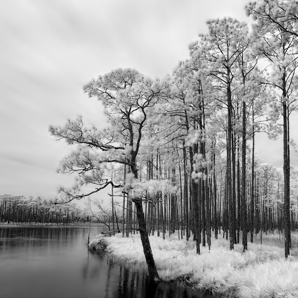 Stand out   tate s hell state forest   infrared 720 nanometers b w  zovuya