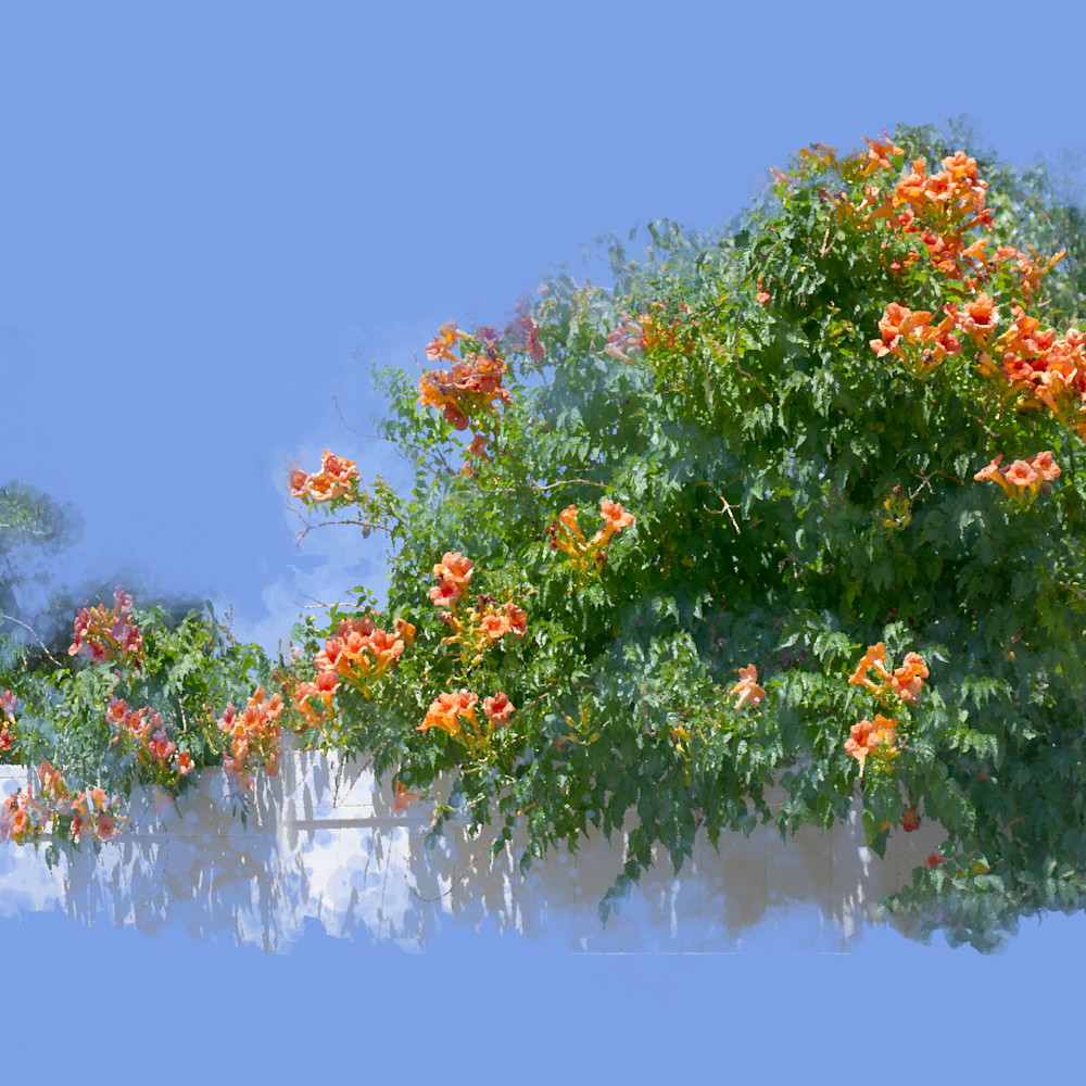 Orange flowers panorama 4 42x24 clarity faa q0ffzh