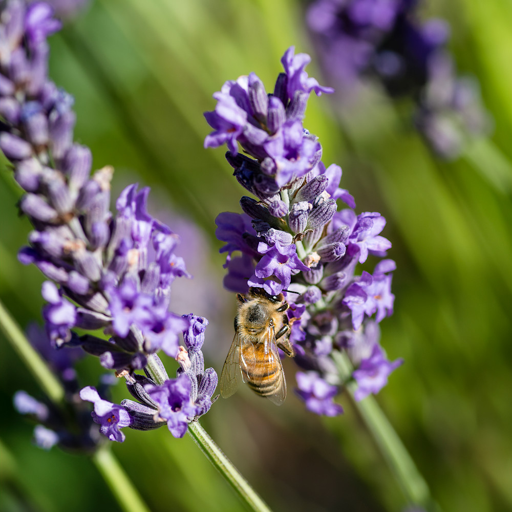 Lavender with bee   032 k1kgxv