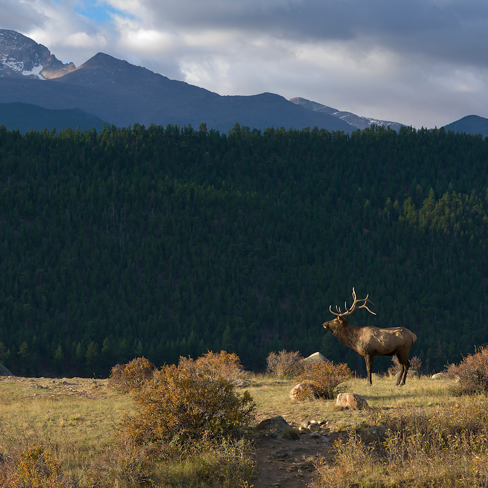 Bull elk below longs peak bbiscq