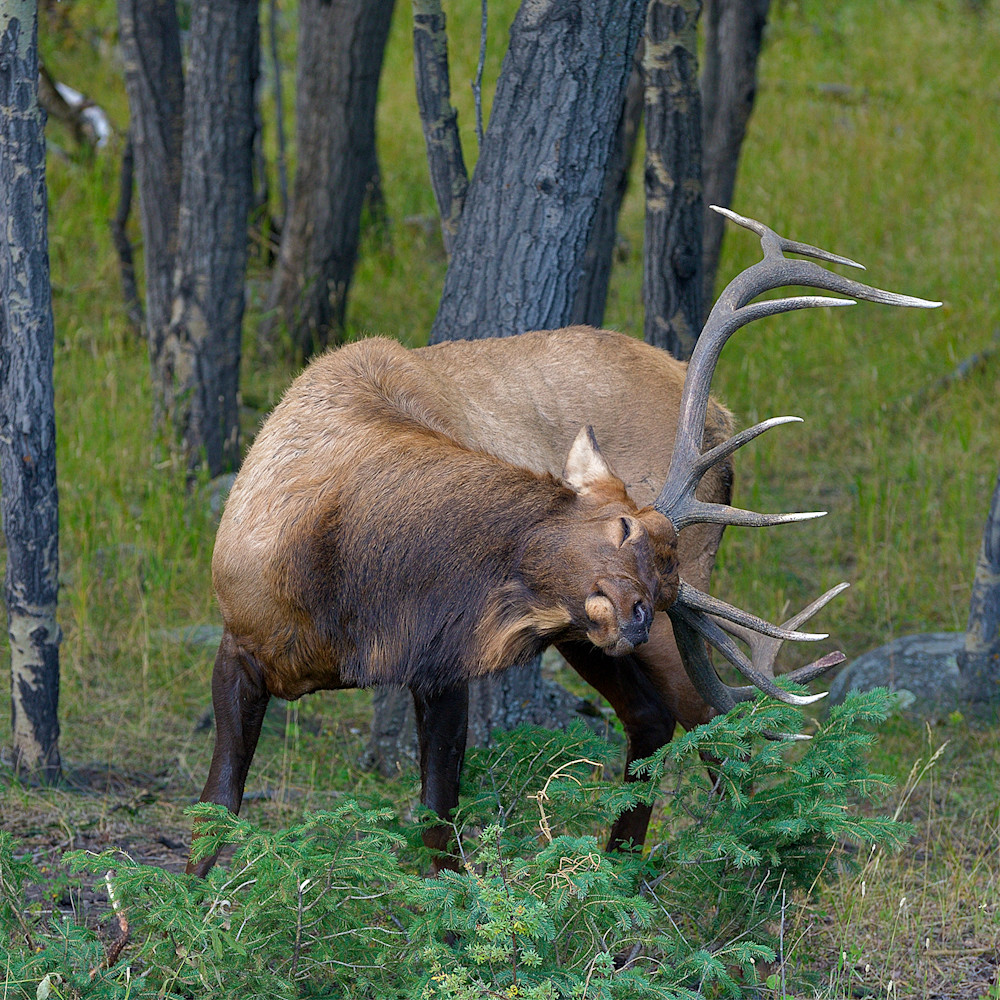 Itchy bull elk mrhyab