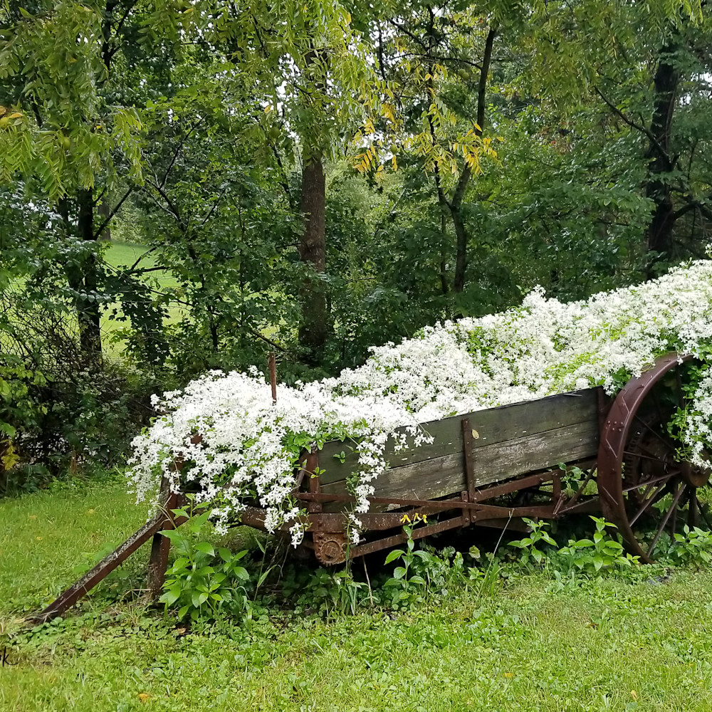 Old wagon full of white flowers 001 jgnjww