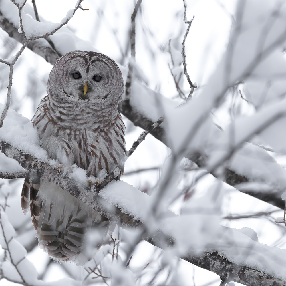 Barred owl in snow ha4zy8