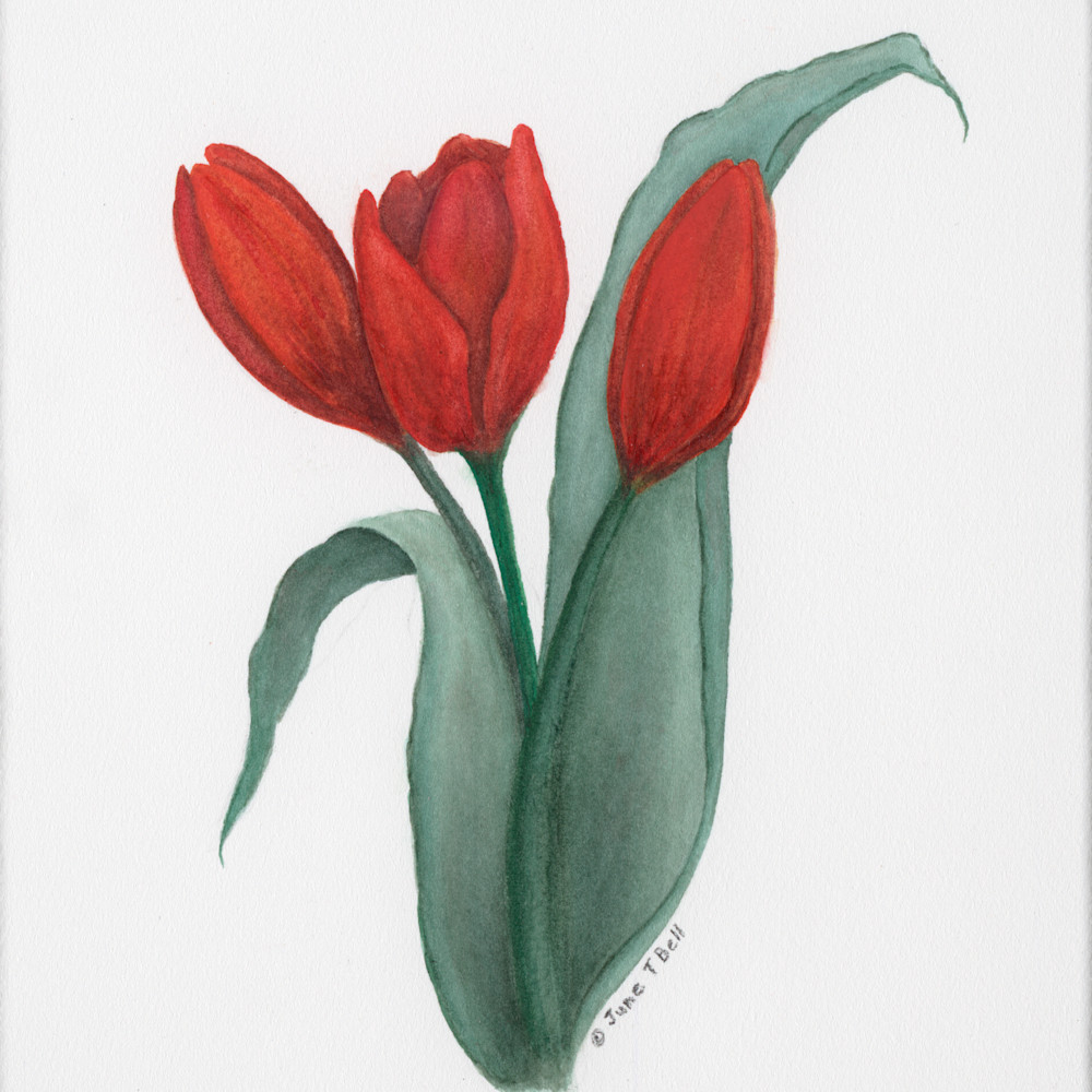 Scarlet tulip trio l4duwr
