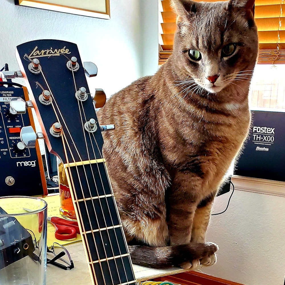 Cat and guitar a3ihrv