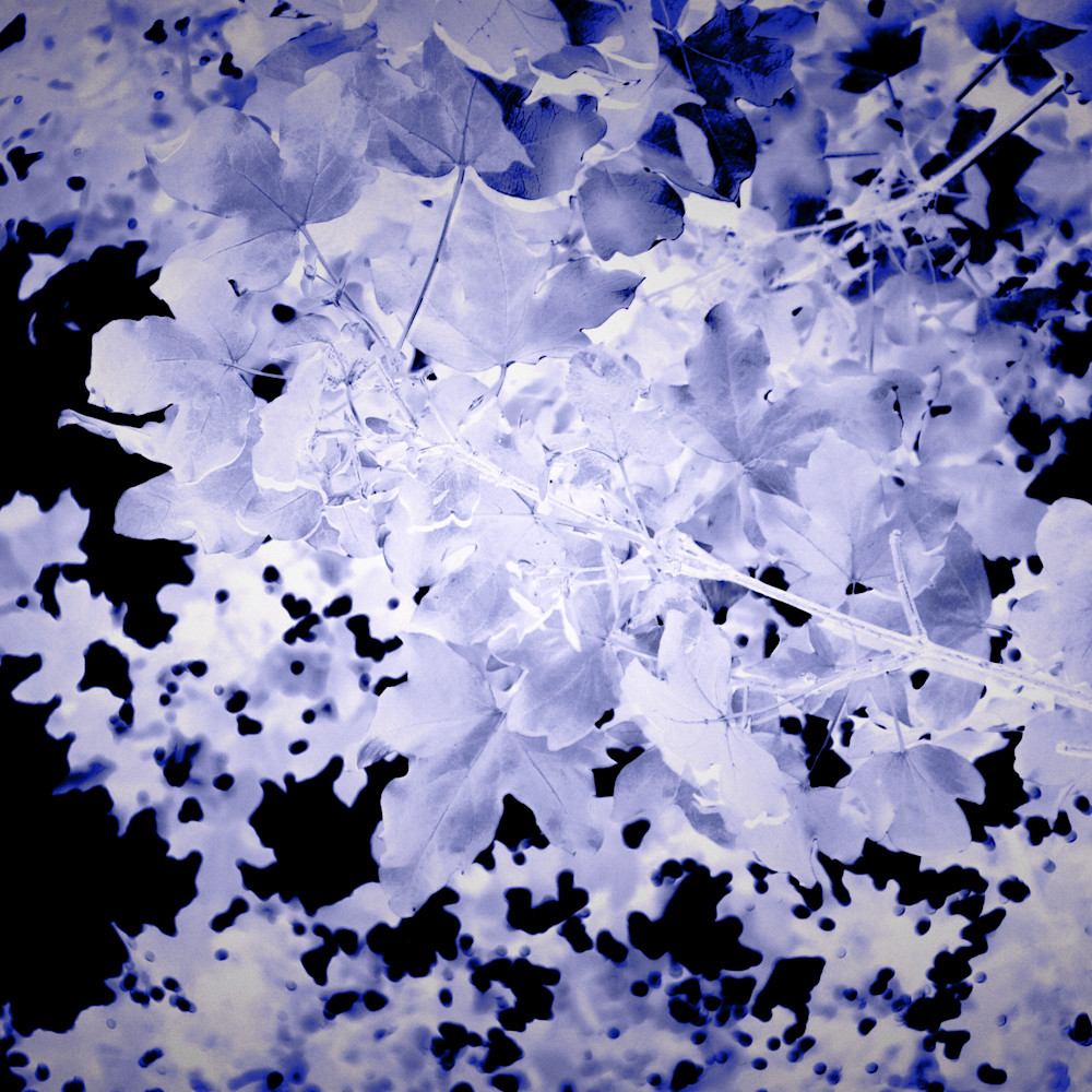 Blue leaves tflibo