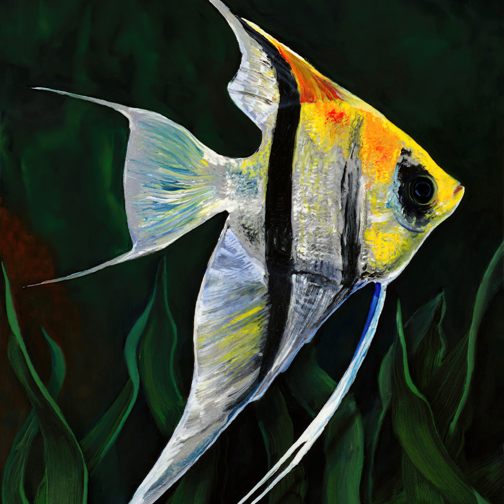 Angle fish sunnysideup print gplrmo