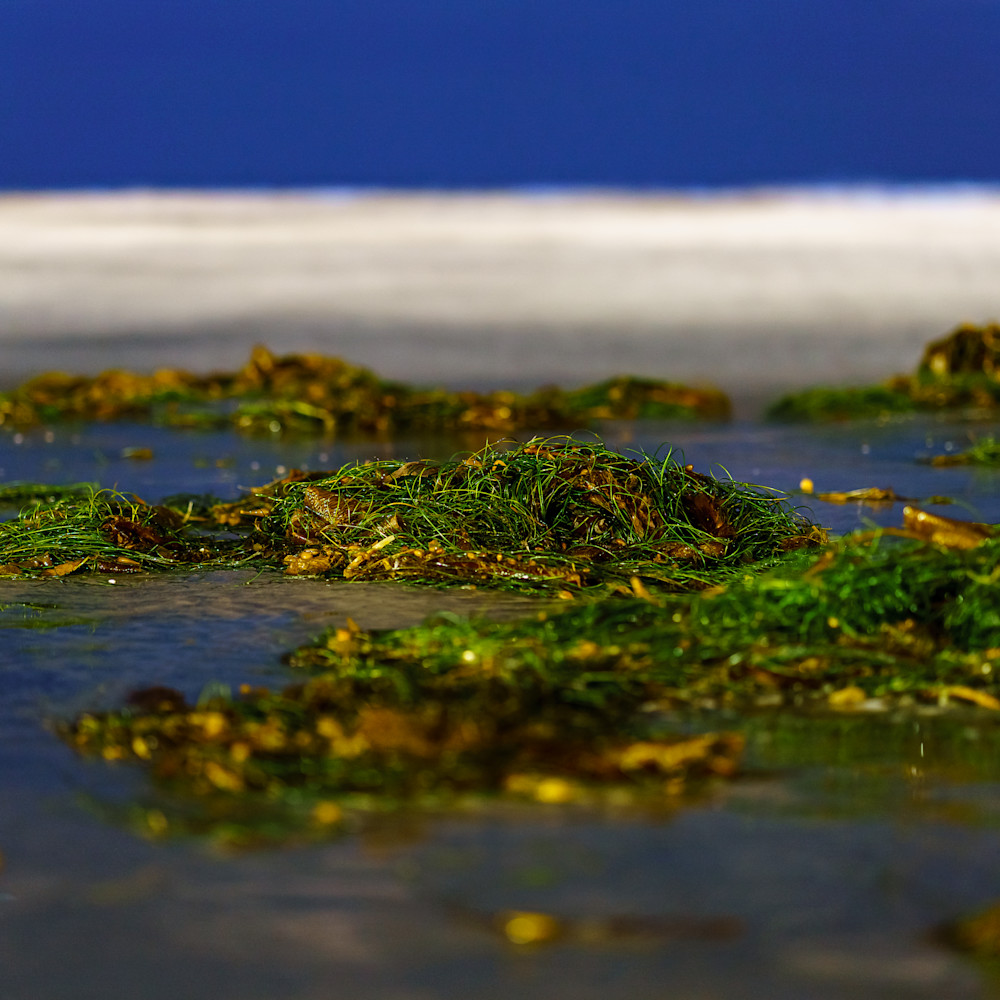 Seaweed blurr at la jolla beach two 5 12 2020 ayvpsf
