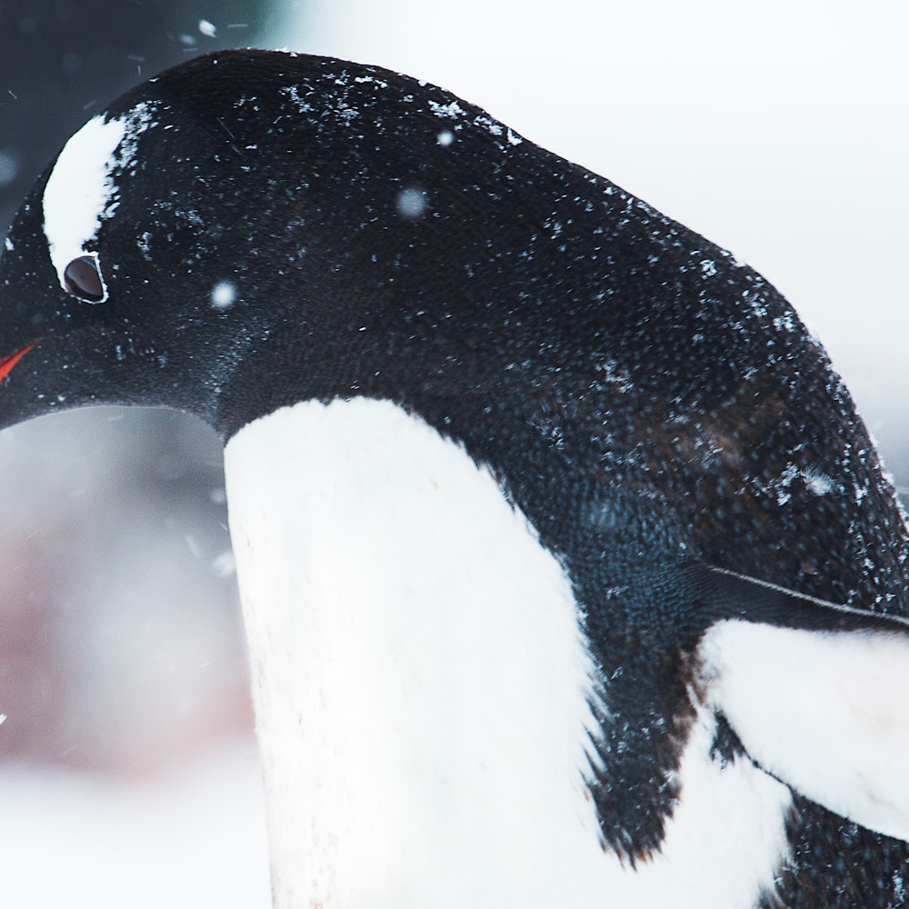 Portrait of gentoo penguin in snowstorm antarctica mg7795 lucn5l