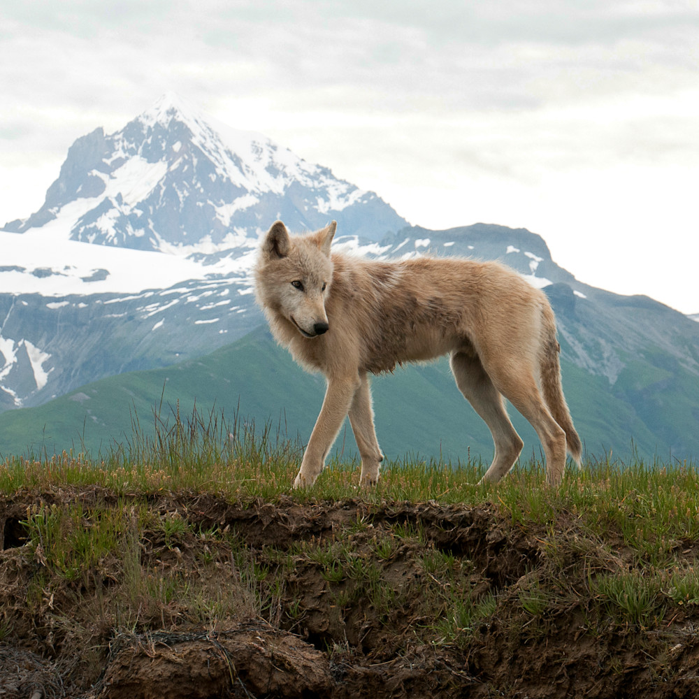 Majestic wolf with mountains 5303 d4hwmu