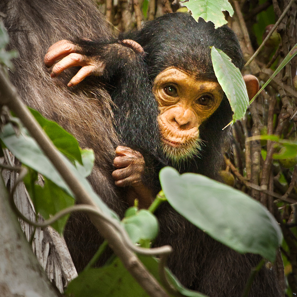 Baby chimpanzee with mother africa mg3500 zq6h6t