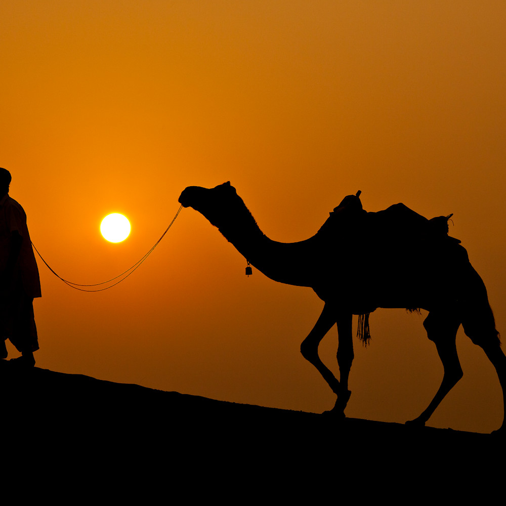 Man leading camel orange sunset india mg2480 bex2n9