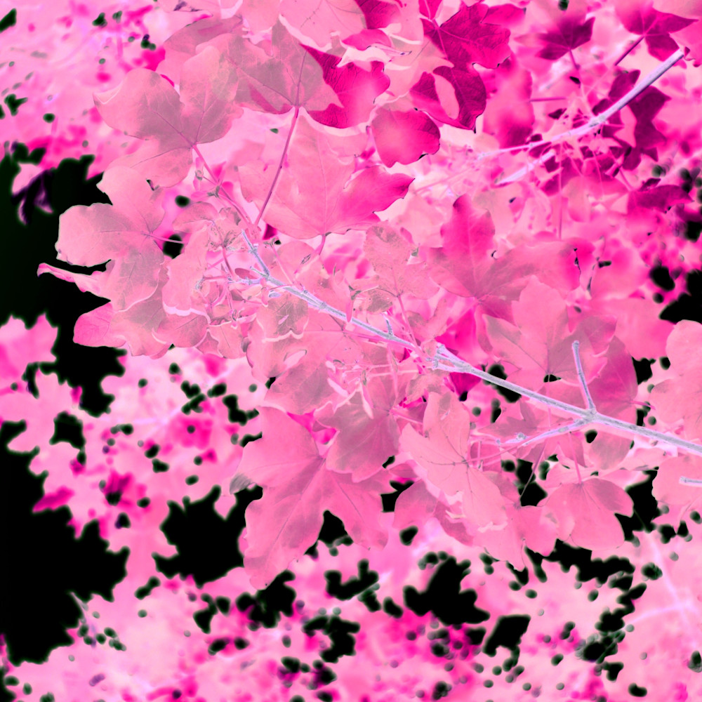 Pink leaves cbbdff