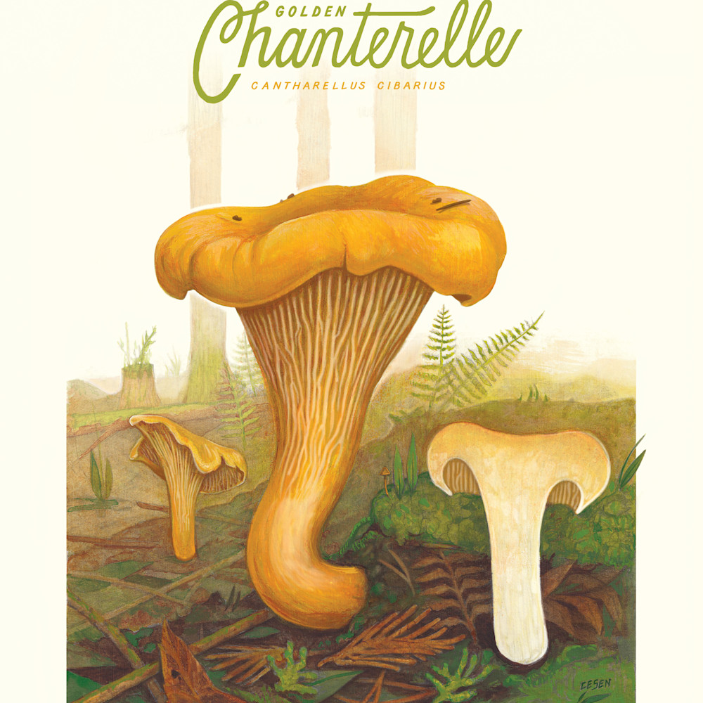 Chanterellemushroom botanicaldrawing 18x24 print qiwpql