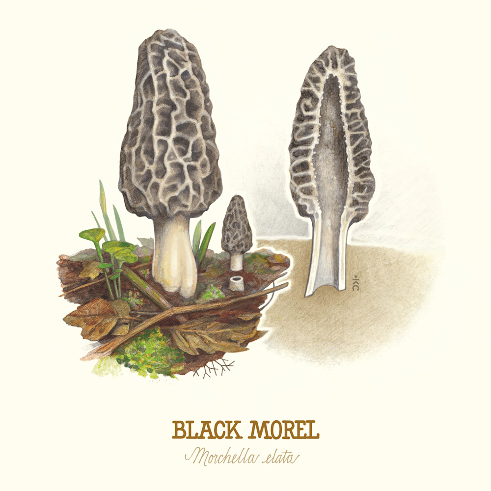 Morelmushroom botanicaldrawing print caydox