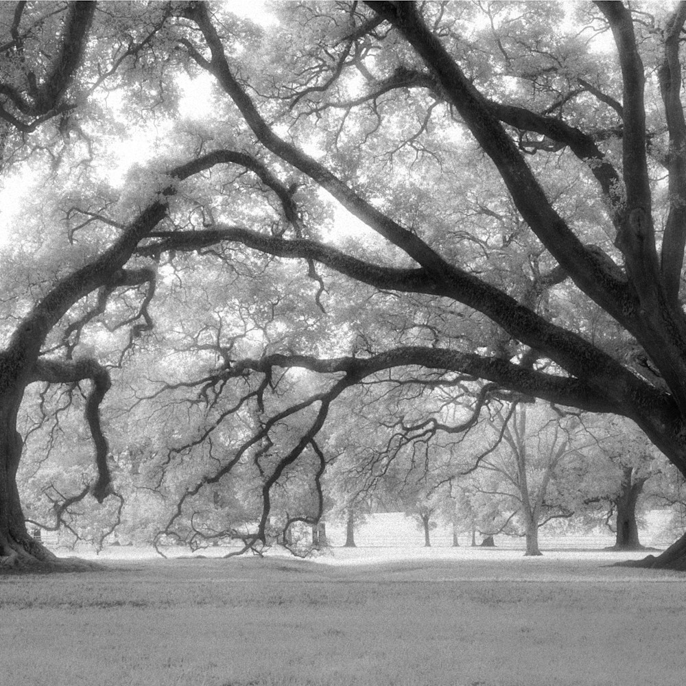 Ancient oaks 24 inch olvxwo