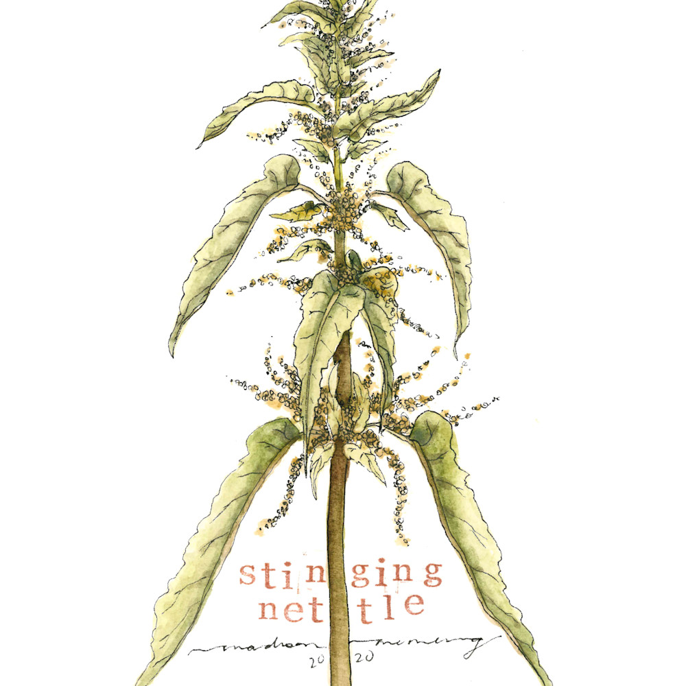 Stinging nettle by madison memering sized at 8x10 copy fuuscg