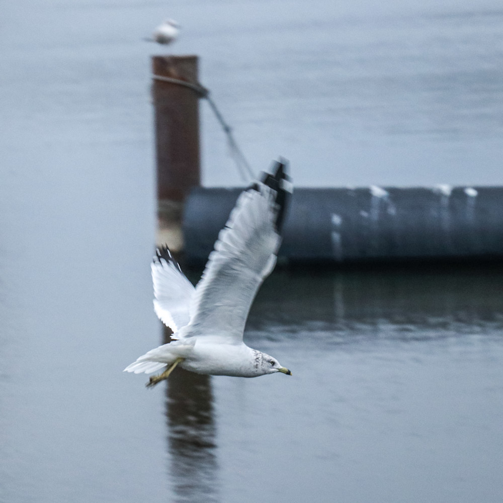 Seagull flying zrqzw5