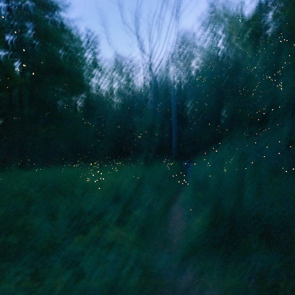 Fireflies in new canaan connecticut nrrvce