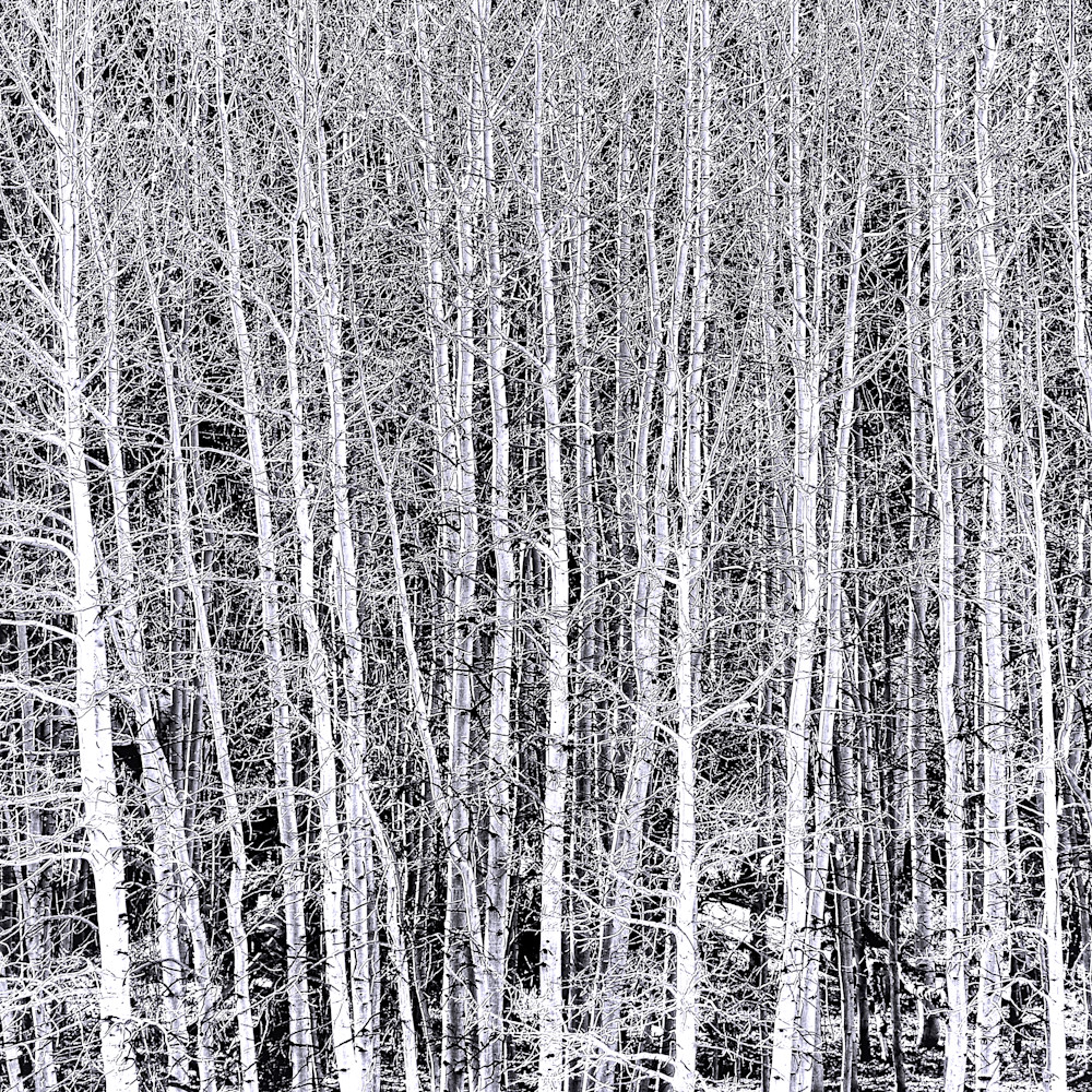 X white tree forest 16k8bt2 xupe5k