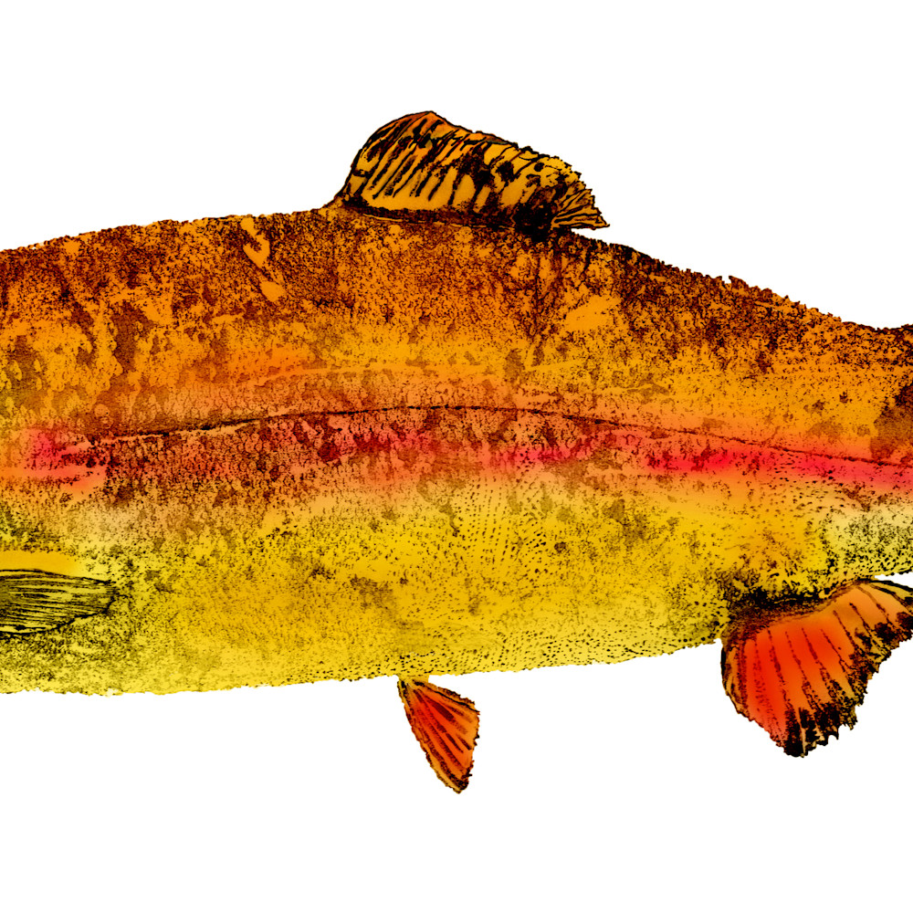 Golden trout asf hx3v9x