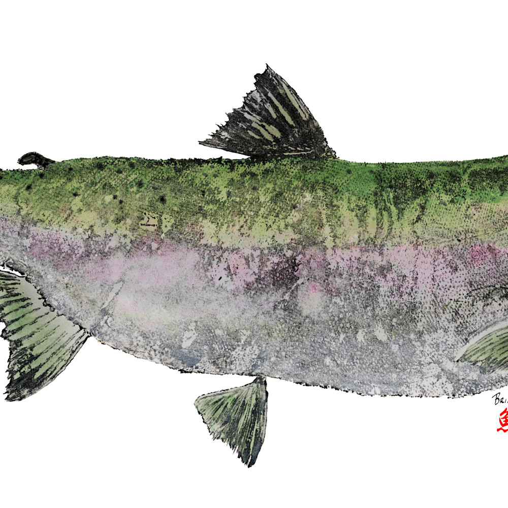 Pink salmon asf pygrkk