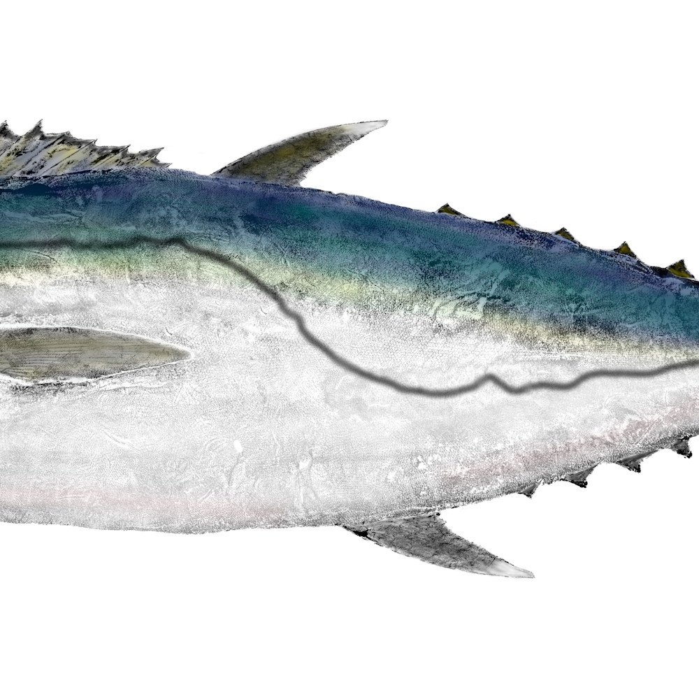 Dogtooth tuna asf hedrds