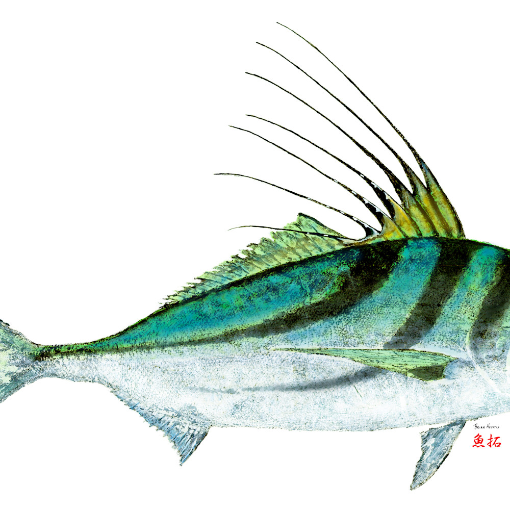 Roosterfish asf ut5xjz