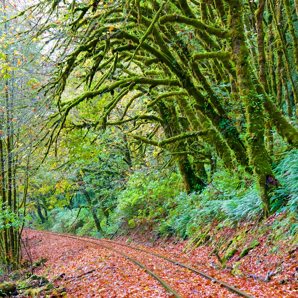 Oregon railroad tracks moss trees unp4hg