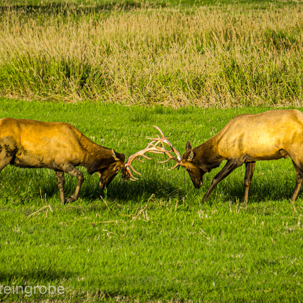 Elk battle doxgxp