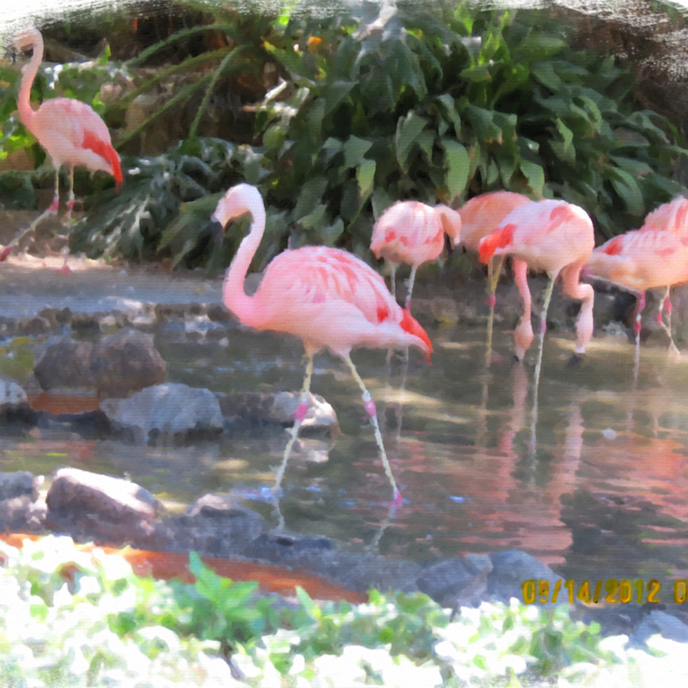 Flamingos xkxqz7
