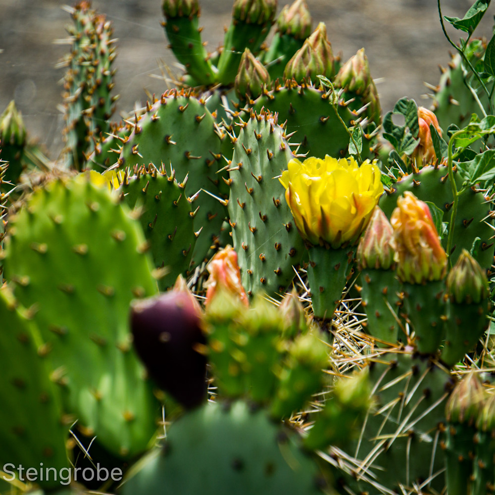 Flowering cactus oexoax