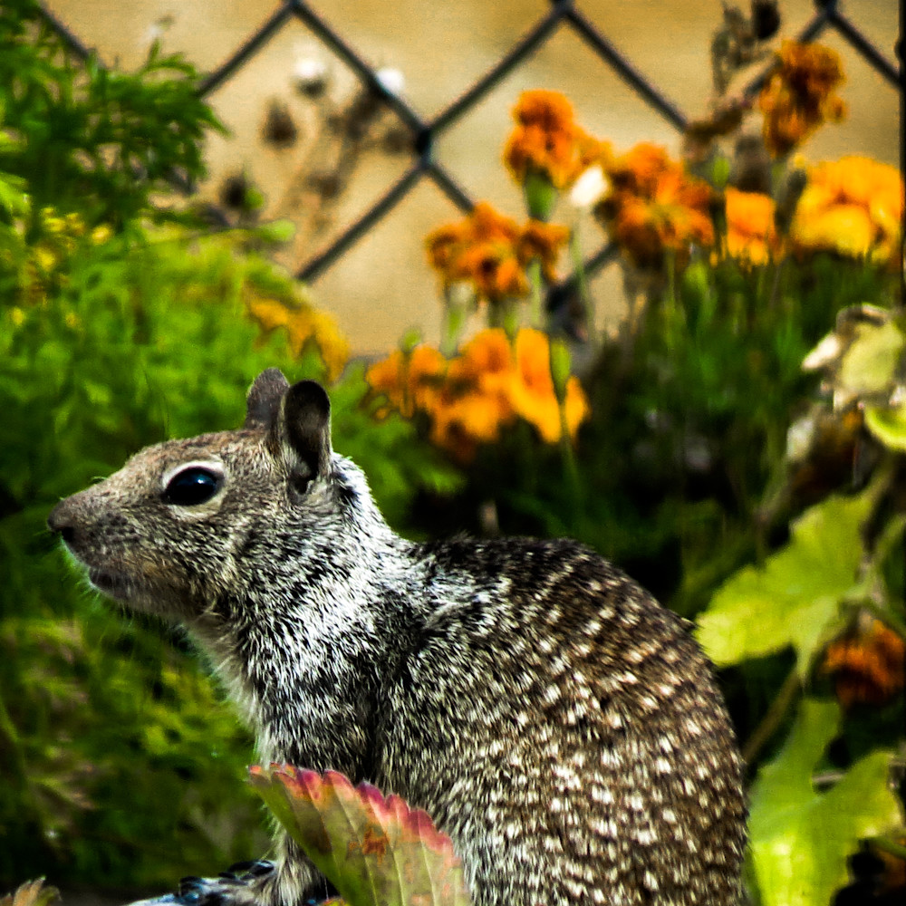 Garden squirrel lnsevg