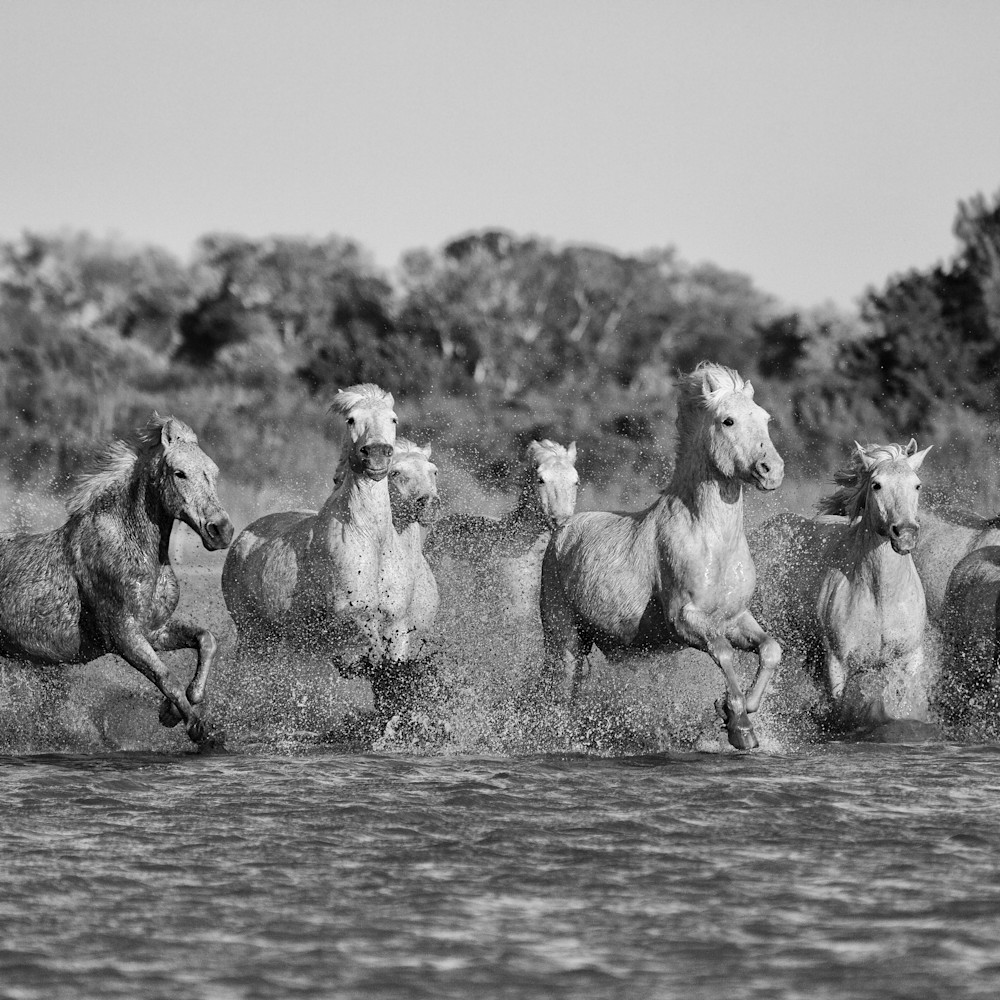 Horses of the camargue france marsh run 26 xdzobd