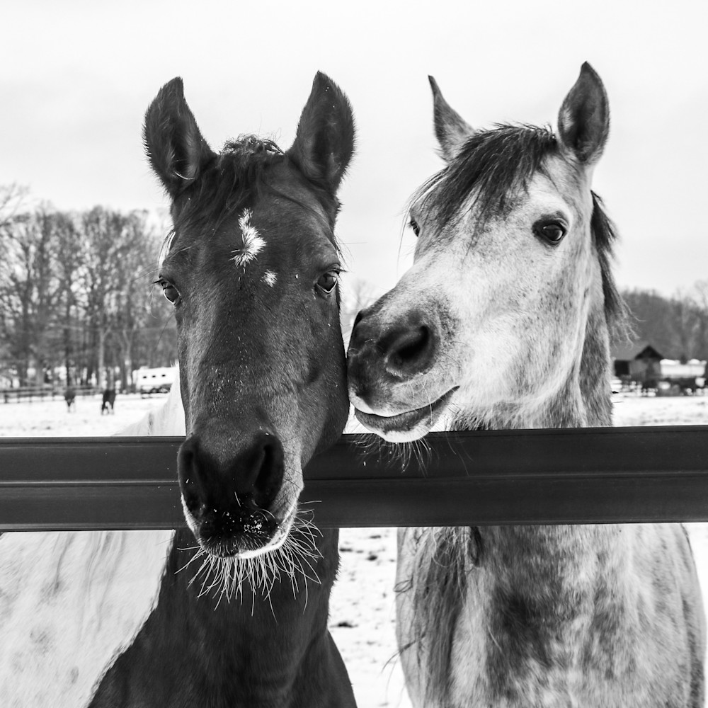 Two horses bw x4epg0
