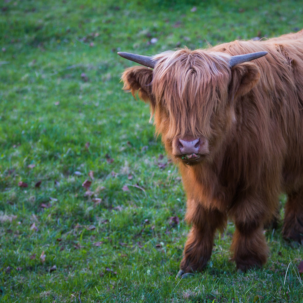 Highland cow nose licker pwavox