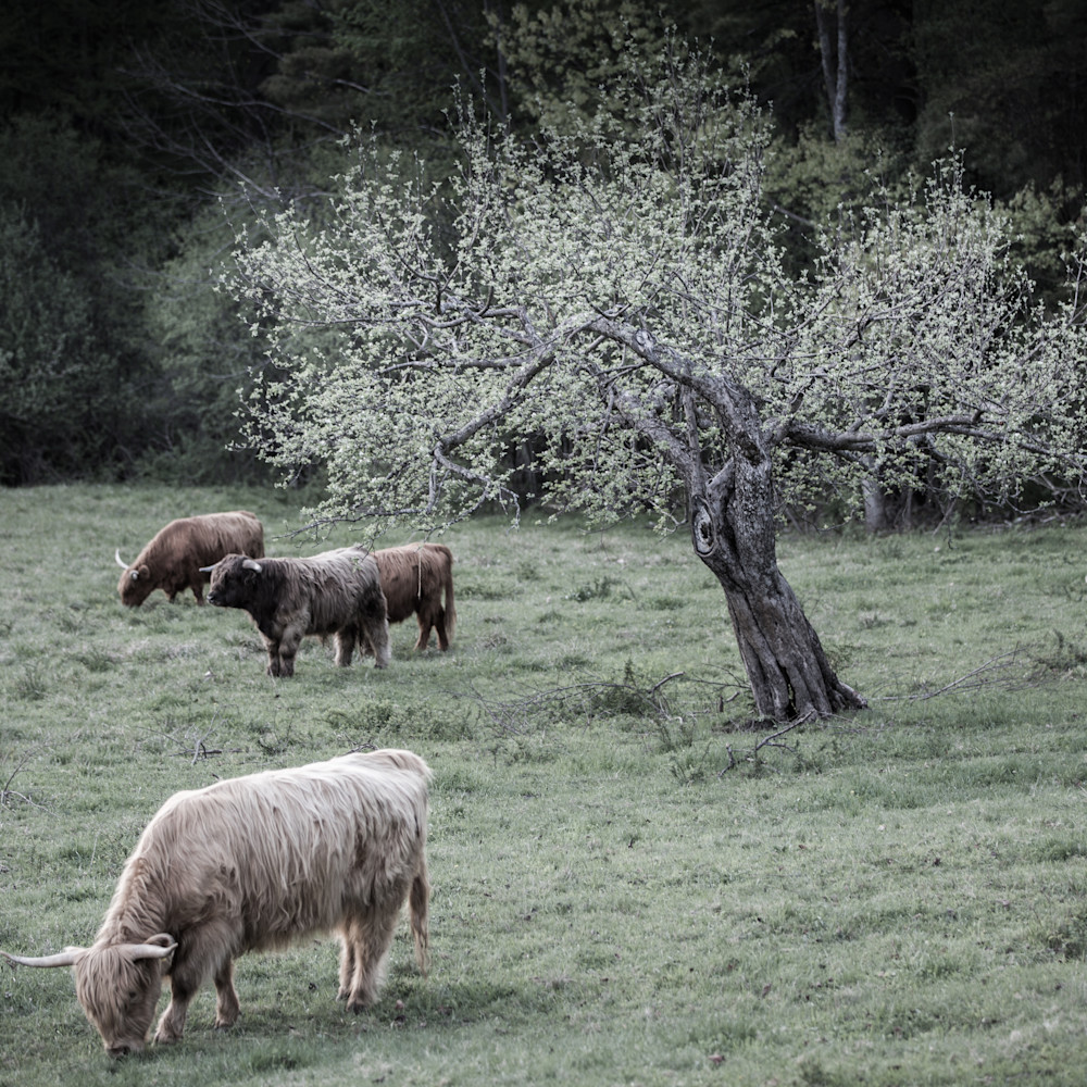 Highland cow herd yxtxfq