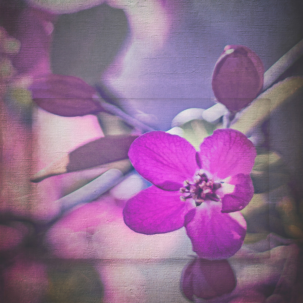 Framed flower q7lazh