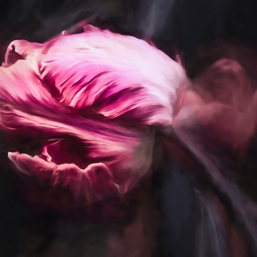 Rosey rembrandt tulip htq4s8