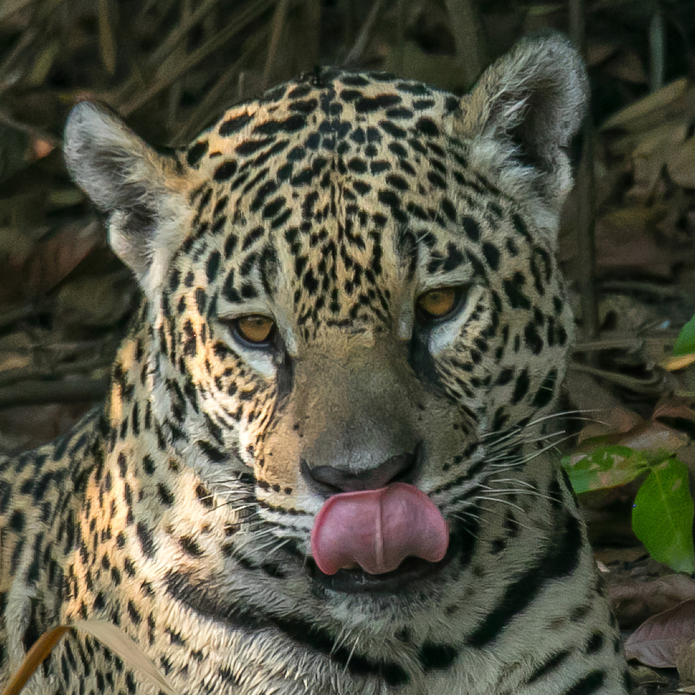 Jaguar with tongue out edited 1 gigapixel rrmggy