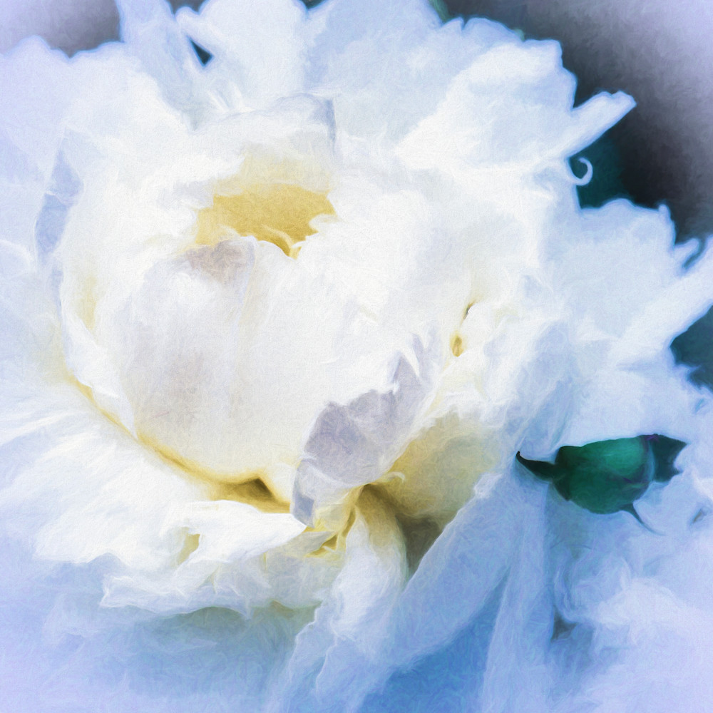 White peonies in blue and gold s4wxws